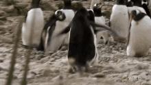 Get Lost World Penguin Day GIF