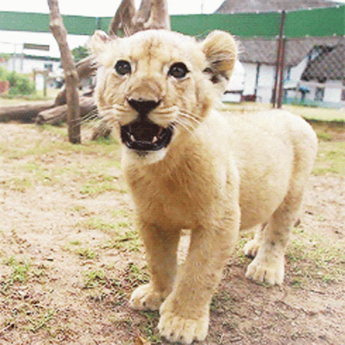 lion :: gif :: cute :: animals - JoyReactor