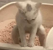 Cat Pooping GIF