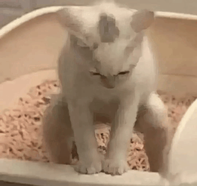 Cat Pooping GIF - Cat pooping - Discover & Share GIFs