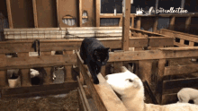 Fight He Pet Collective GIF - Fight He Pet Collective Slap GIFs