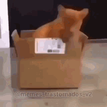 Boxcat GIF - Boxcat GIFs