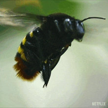 Hovering Orchid Bee GIF - Hovering Orchid Bee Our Living World GIFs