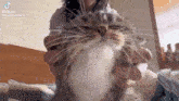Cat Wrr GIF - Cat Wrr GIFs