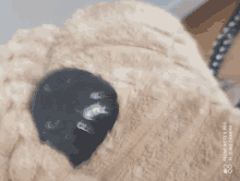 Dog GIF - Dog GIFs