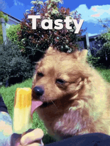 tasty yum dog yumm ice lolly