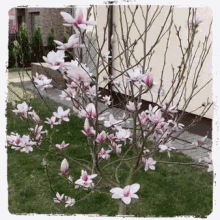 Flower Magnolia GIF - Flower Magnolia Blossom GIFs
