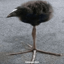 Galapagos Bird GIF - Galapagos Bird GIFs