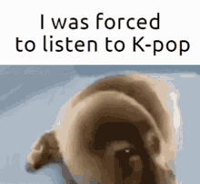 kpop i was forced to crying seal