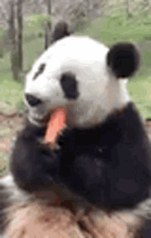 Panda Carrot GIF