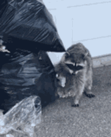 Endlesscheetos Raccoon GIF