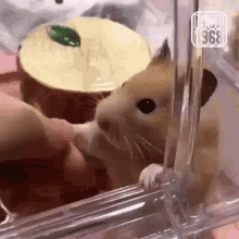 Handshake Hamster GIF - Handshake Hamster Cute GIFs