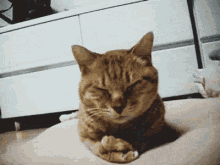 Smh Cat GIF - Smh Cat Facepalm GIFs