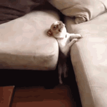 A Little Help Here? GIF - Dog Chillin Cool GIFs