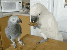 Parrots Birds GIF - Parrots Birds Pets GIFs