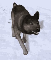 wolf pack running animation