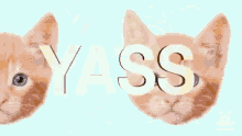 Yass Cat GIF - Yass Cat Stare GIFs