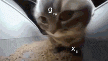 Chipi Chipi Chapa Chapa Cat Subir Y Bajar índices GIF