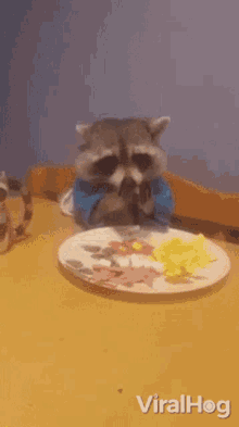Eating Raccoon Viralhog GIF - Eating Raccoon Viralhog Hungry - Discover ...