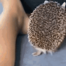Guroteske Hedgehog GIF - Guroteske Hedgehog Biting GIFs