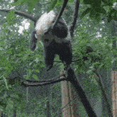 Panda Hanging GIF - Panda Hanging Tired GIFs