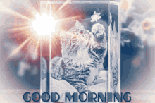 Good Morning Cat GIF - Good Morning Cat Kitty GIFs