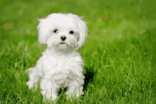Maltese Terrier GIF - Maltese Terrier GIFs