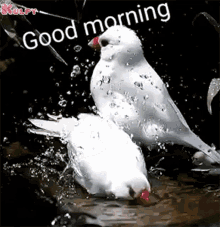 Good Morning Have A Nice Day GIF - Good Morning Have A Nice Day Have A Lovely Day GIFs