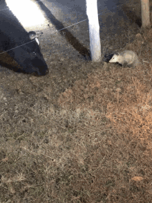 Cow Possum GIF - Cow Possum We Caught GIFs