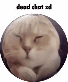 dead cat