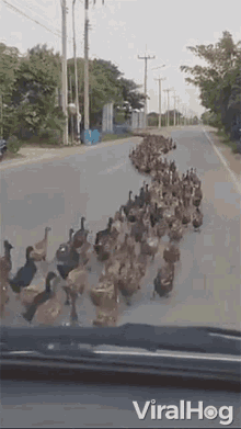 Flock Of Ducks In The Road Viralhog GIF - Flock Of Ducks In The Road Viralhog Army Of Ducks GIFs