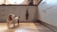 Puppy Dog GIF - Puppy Dog Trick GIFs