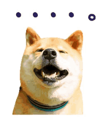 a dog with a blue collar is smiling with three blue circles above its head
