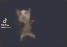 Scrimblo Files Dancing Cat GIF - Scrimblo Files Dancing Cat Funny Cat GIFs