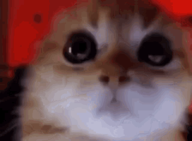 cats angry Memes & GIFs - Imgflip