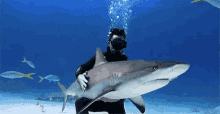 Köpek Balığı GIF - Kopek Baligi GIFs