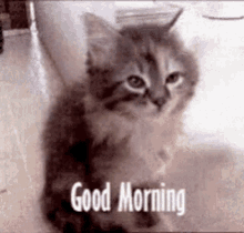 Good Morning Kitties GIF - Good Morning Kitties Cute GIFs