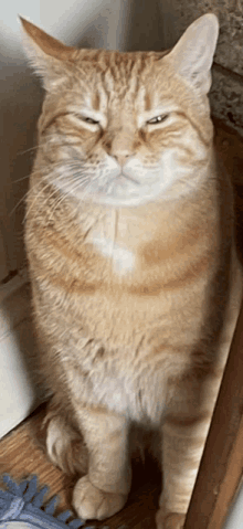 Suspense Cat GIF