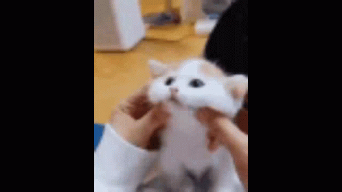 Cute Cat Rickroll GIF - Cute Cat Rickroll - Discover & Share GIFs