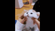 Cute Cat Rickroll GIF - Cute Cat Rickroll GIFs