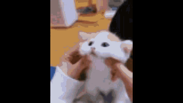 Cute Cat Rickroll GIF - Cute Cat Rickroll - Discover & Share GIFs