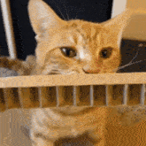Dextertheorangecat Crunch GIF - Dextertheorangecat Crunch Crunchy Cat GIFs