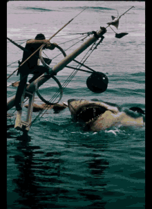 movies jaws shark attack