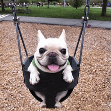 a french bulldog is sitting on a swing with its tongue hanging out