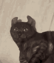 Meevin Cat GIF - Meevin Cat Pulse GIFs