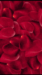 a bunch of red petals are laying on a table