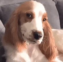 Dog 怎樣 GIF - Dog 怎樣 How About That GIFs
