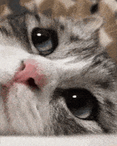 a close up of a cat 's face with a pink nose