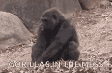 Gorilla Ninja GIF - Gorilla Ninja Hide GIFs