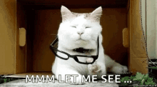 Cats Serious GIF - Cats Cat Serious GIFs